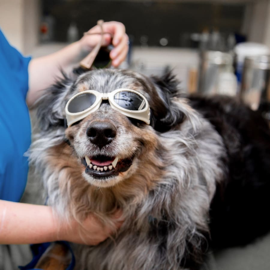 Cold Laser Therapy, Ruckersville Veterinarians